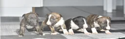 Miniature Bull terrier dogs for sale: Top quality miniature bull terrier puppies  - Advert 13