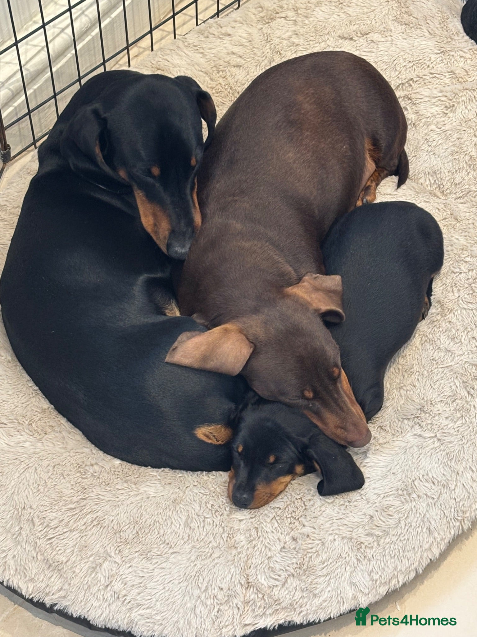 Dachshund dogs Dachshunds Thelma, Tommy and Tink  - Advert 7