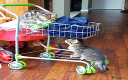 Domestic Shorthair cats for sale: PENDING PICKUP Three female Domestic Shorthair - Image 15