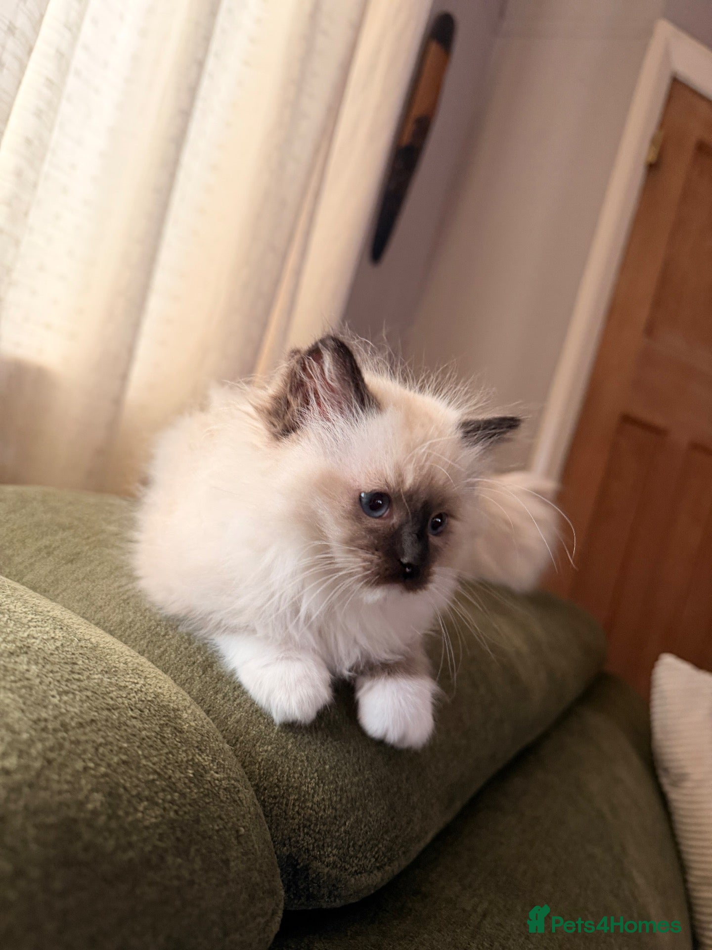 Ragdoll cats Seal point/seal point mitted and mitted blue point - Advert 2