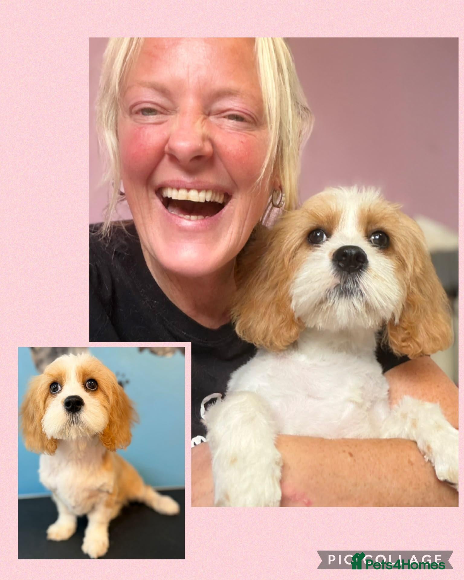 Cavalier King Charles Spaniel dogs 4 month old puppy - Advert 5