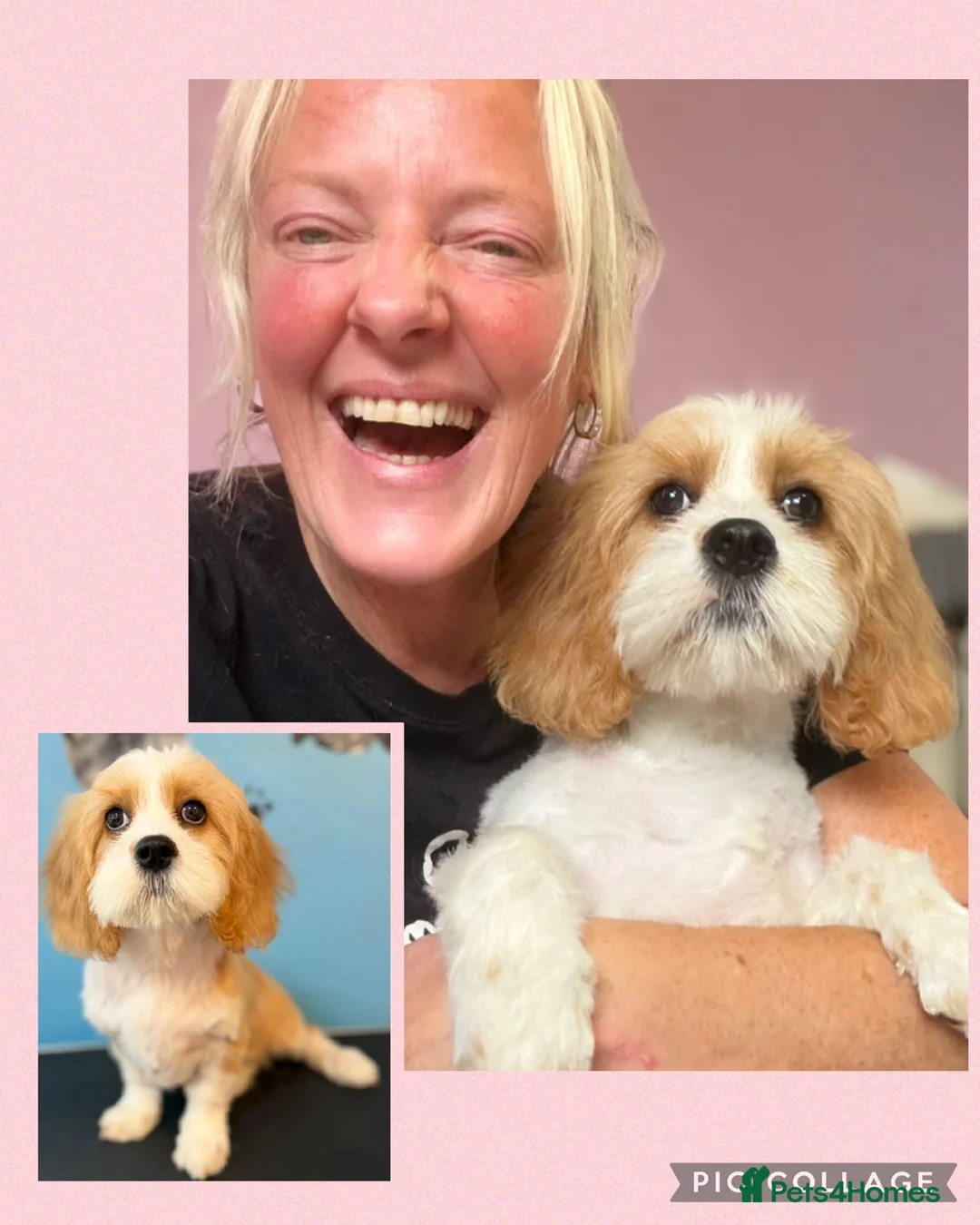 Cavalier King Charles Spaniel dogs for sale: 4 month old puppy in Brighton - Advert 1