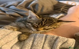 Savannah cats for sale: African bloodline, savanna kittens - Image 16