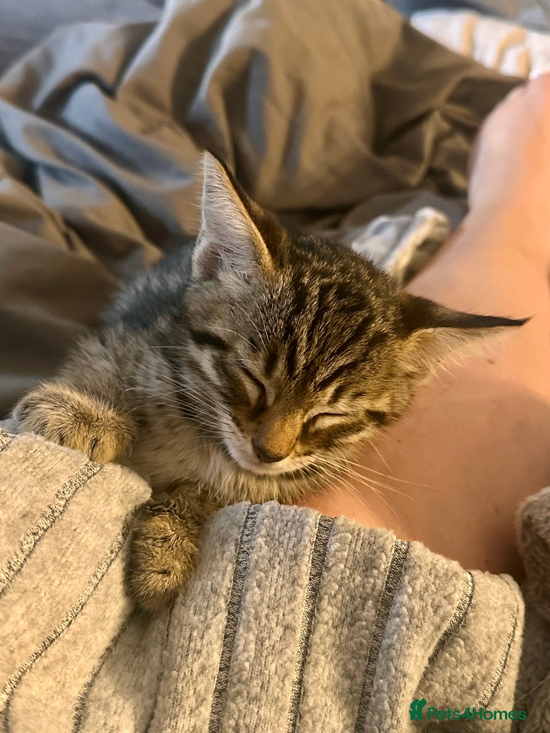 Savannah cats for sale: African bloodline, savanna kittens - Image 16