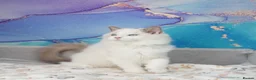 Ragdoll cats for sale: blue bicolour boys and girls available  - Advert 8