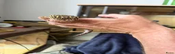 Leopard Gecko reptiles for sale: Leopard gecko stunning with complete setup in Preston - Advert 1