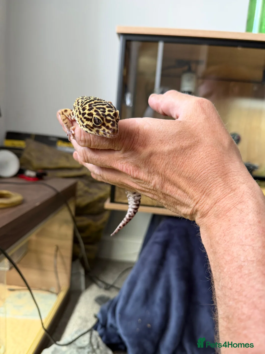 Leopard Gecko reptiles for sale: Leopard gecko stunning with complete setup in Preston - Advert 1