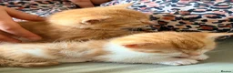 Domestic Shorthair cats for sale: 3 ginger and white boy kittens  in Cumnock - Advert 11
