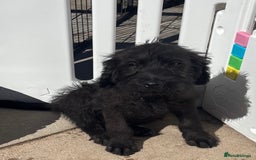 Labradoodle dogs for sale: F1 labradoodles  - Image 5