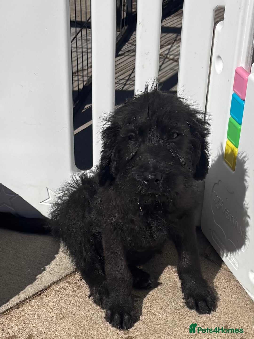Labradoodle dogs for sale: F1 labradoodles  - Image 5