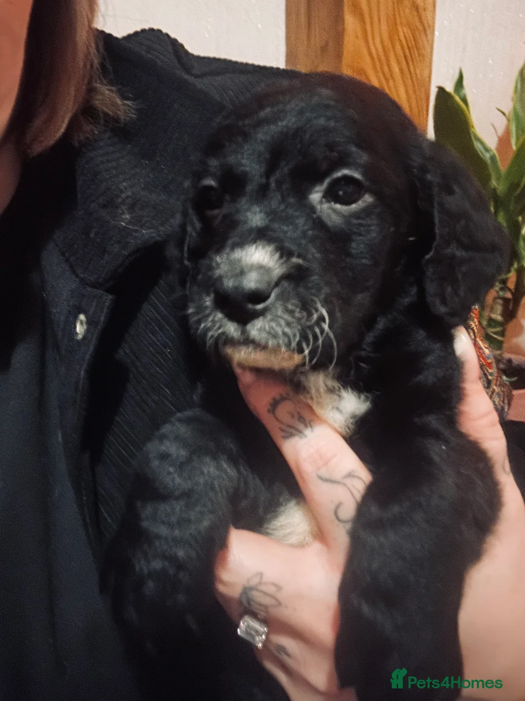 Mixed Breed dogs for sale: Labrador X Sproodle - Advert 9