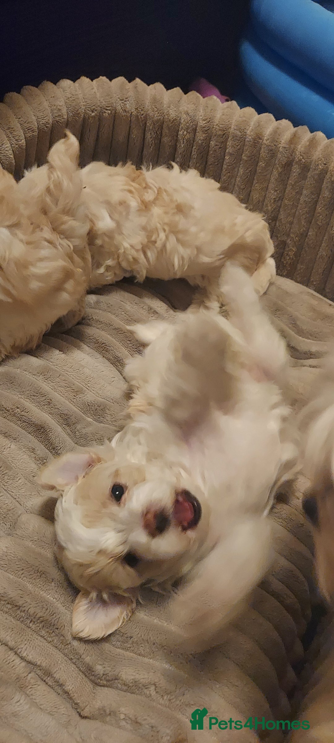 Maltipoo dogs for sale: Asian Teddy Toy Maltipoos  - Image 13