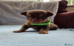 Mixed Breed dogs for sale: Beautiful Jack Russell x Chihuahua Puppies  - Image 20