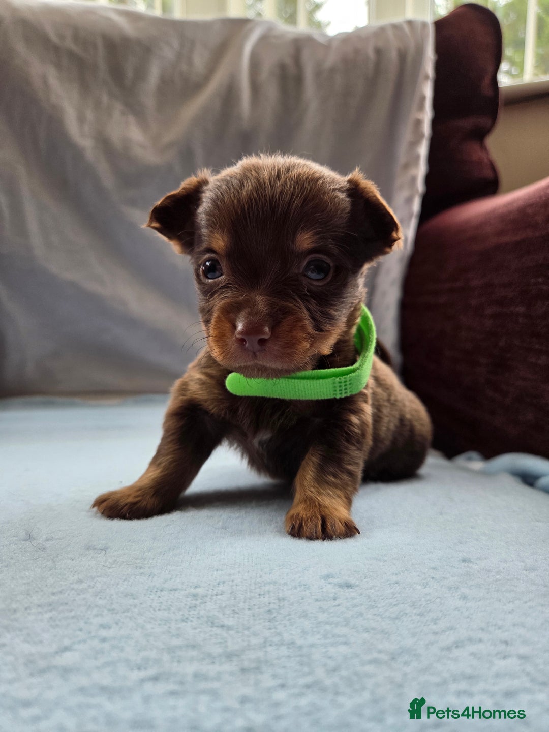 Mixed Breed dogs for sale: Beautiful Jack Russell x Chihuahua Puppies  - Image 20