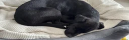 Mixed Breed dogs for adoption: 💙Tommy💙-20 months old, small/lower-medium boy - Advert 5