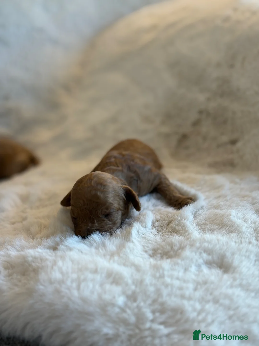 Cockapoo dogs for sale: True miniature F1b cockapoos in Downpatrick - Advert 21