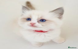 Ragdoll cats for stud: *STUD* GCCF & TICA REGISTERED ACTIVE BLUEPOINT BOY in Oldham - Image 15