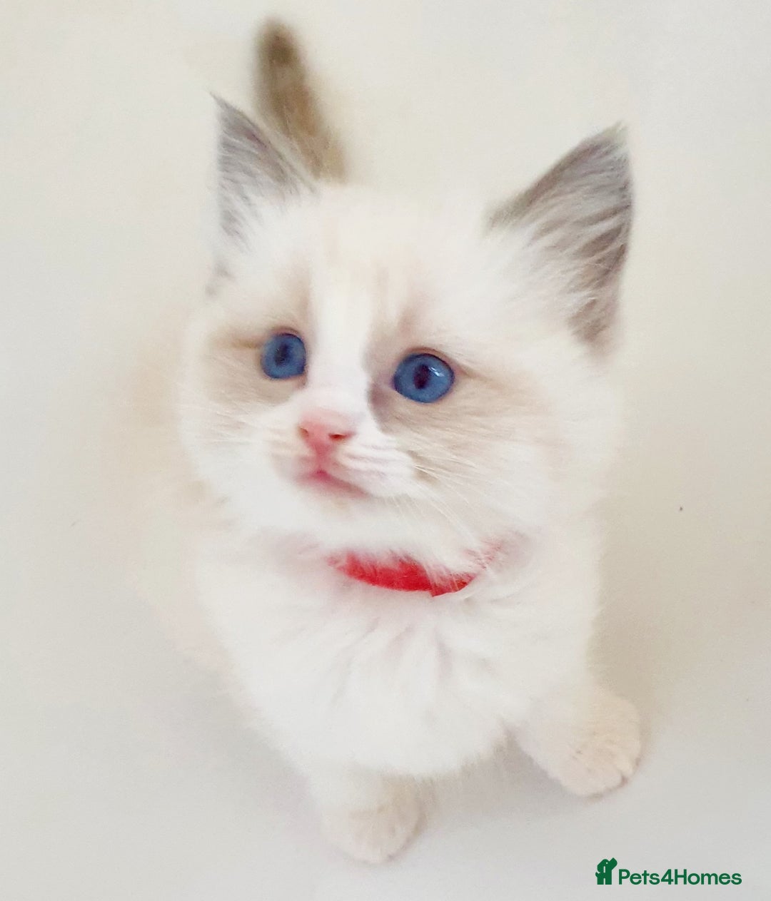 Ragdoll cats for stud: *STUD* GCCF & TICA REGISTERED ACTIVE BLUEPOINT BOY in Oldham - Image 15