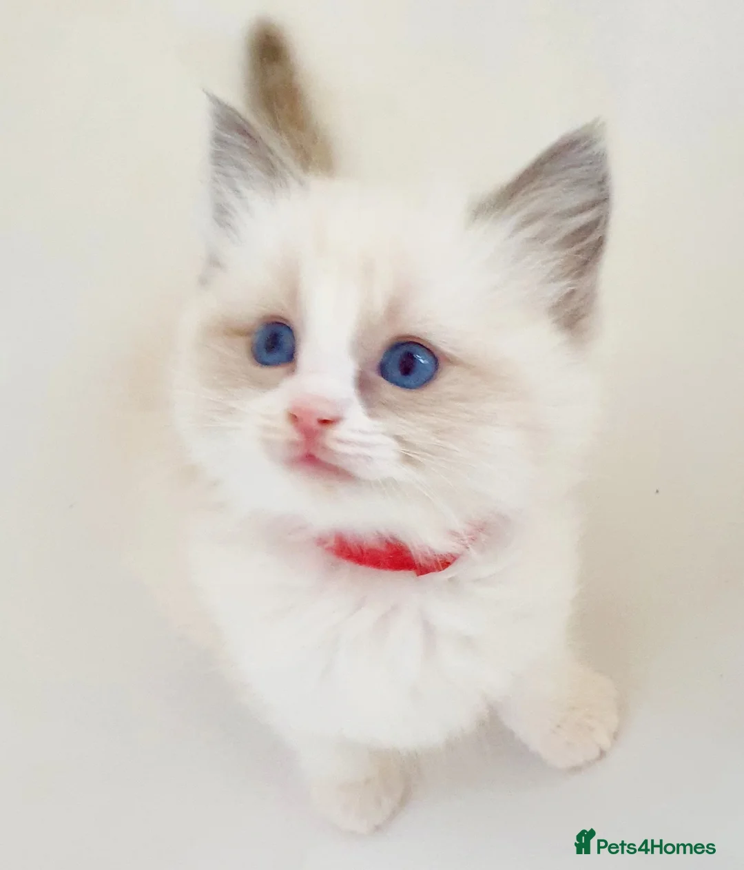 Ragdoll cats for stud: *STUD* GCCF & TICA REGISTERED ACTIVE BLUEPOINT BOY in Oldham - Advert 15