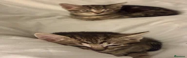 Domestic Shorthair 2