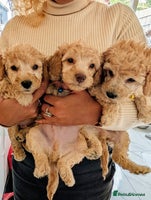 Mixed Breed dogs - Advert 6