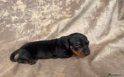 Dachshund dogs for sale: Dachshund puppies  - Image 11