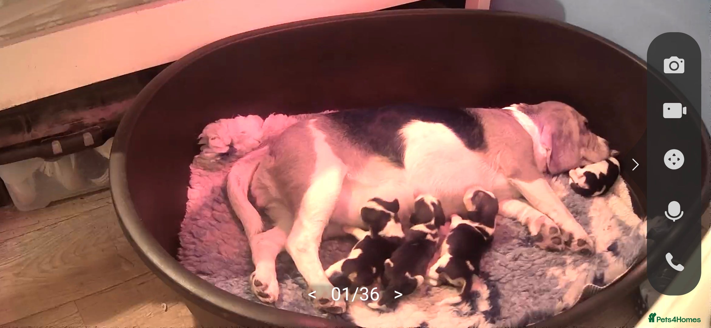 Beagle dogs Beautiful Beagles - Advert 1