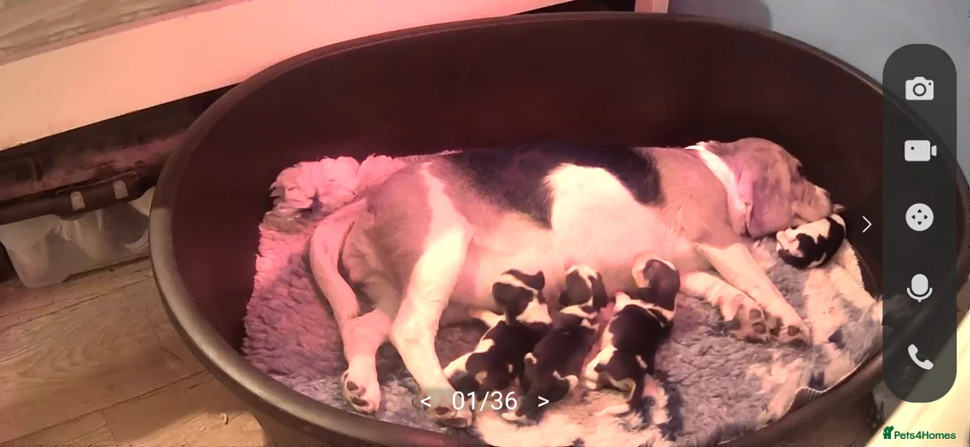 Beagle dogs for sale: Beautiful Beagles - Advert 1