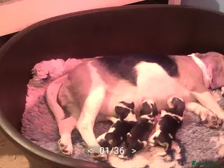 Beagle dogs Beautiful Beagles - Advert 1