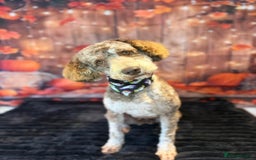 Mixed Breed dogs for sale: Miniature.Poodle  - Image 6
