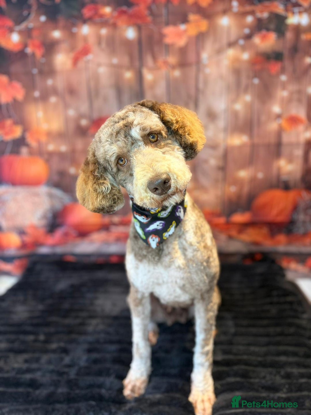 Mixed Breed dogs for sale: Miniature.Poodle  - Image 6