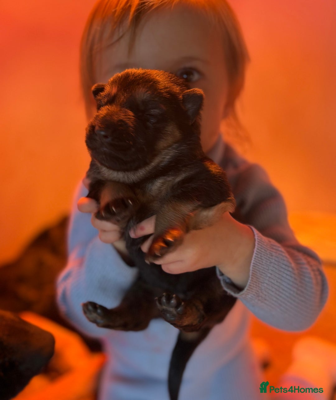 German Shepherd dogs for sale: Family reared GSD pups.  - Advert 3