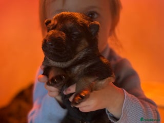 German Shepherd dogs - Advert 25