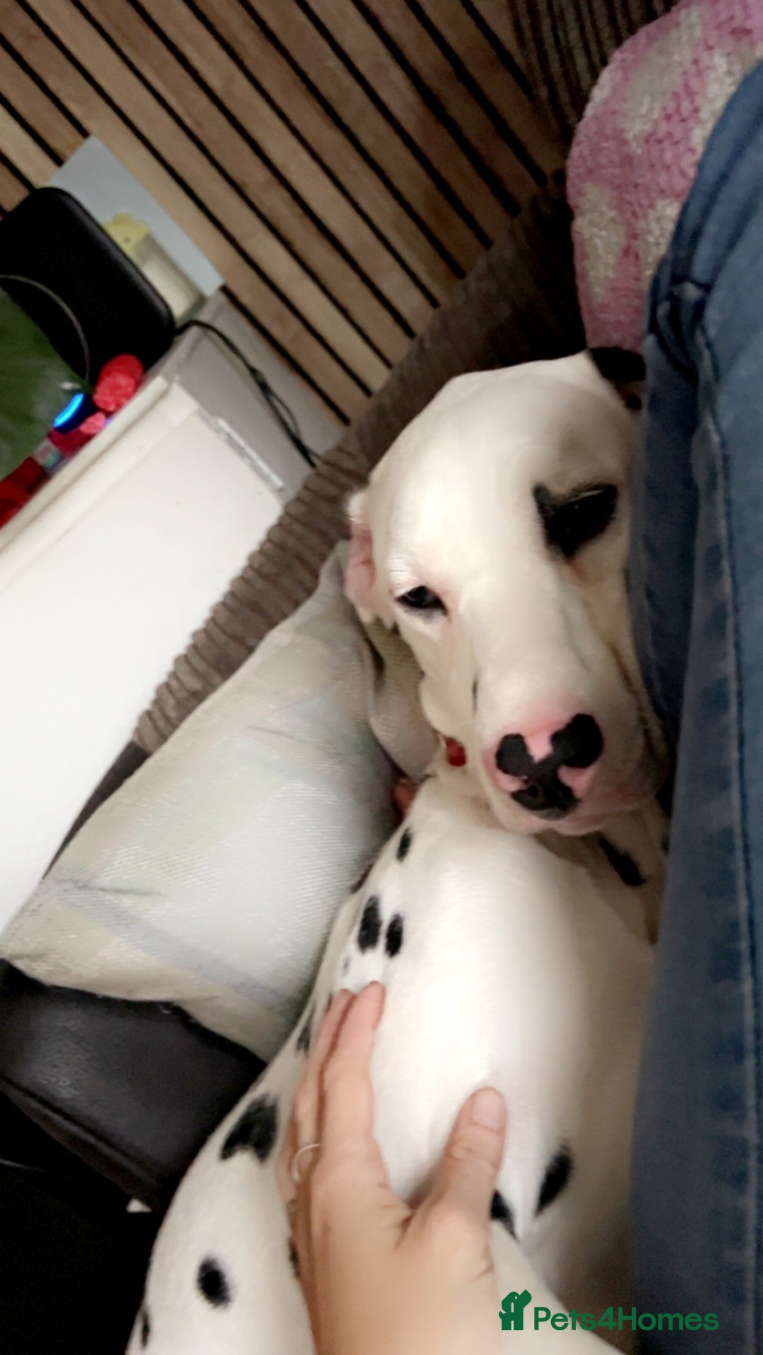 Dalmatian dogs for sale: Female dalmatian - Image 3