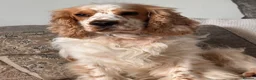 Cocker Spaniel dogs for sale: Cocker spaniel puppies  - Advert 2