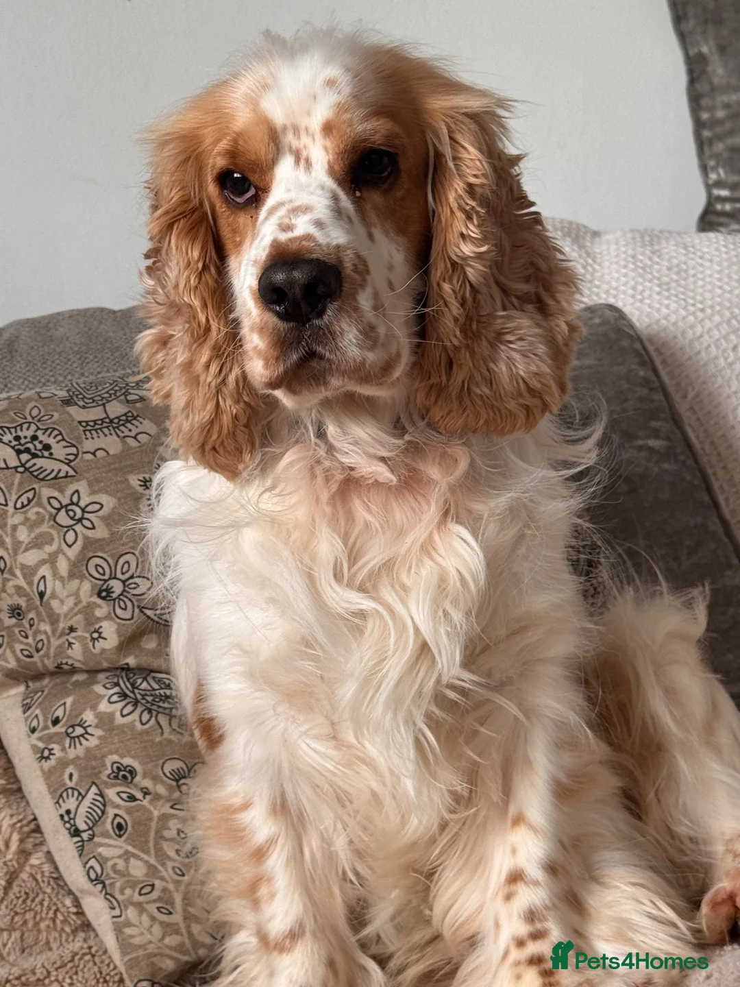 Cocker Spaniel dogs for sale: Cocker spaniel puppies  - Advert 2