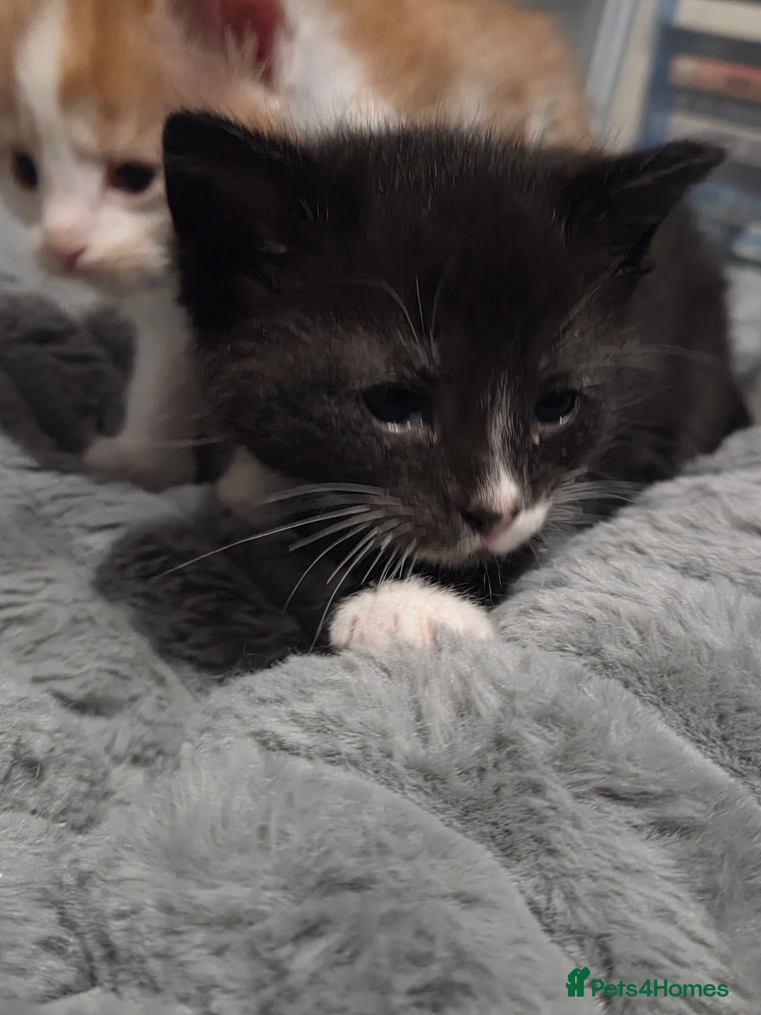 Mixed Breed cats for sale: 3 Gorgeous Male Kittens Looking for Forever Homes - Advert 12