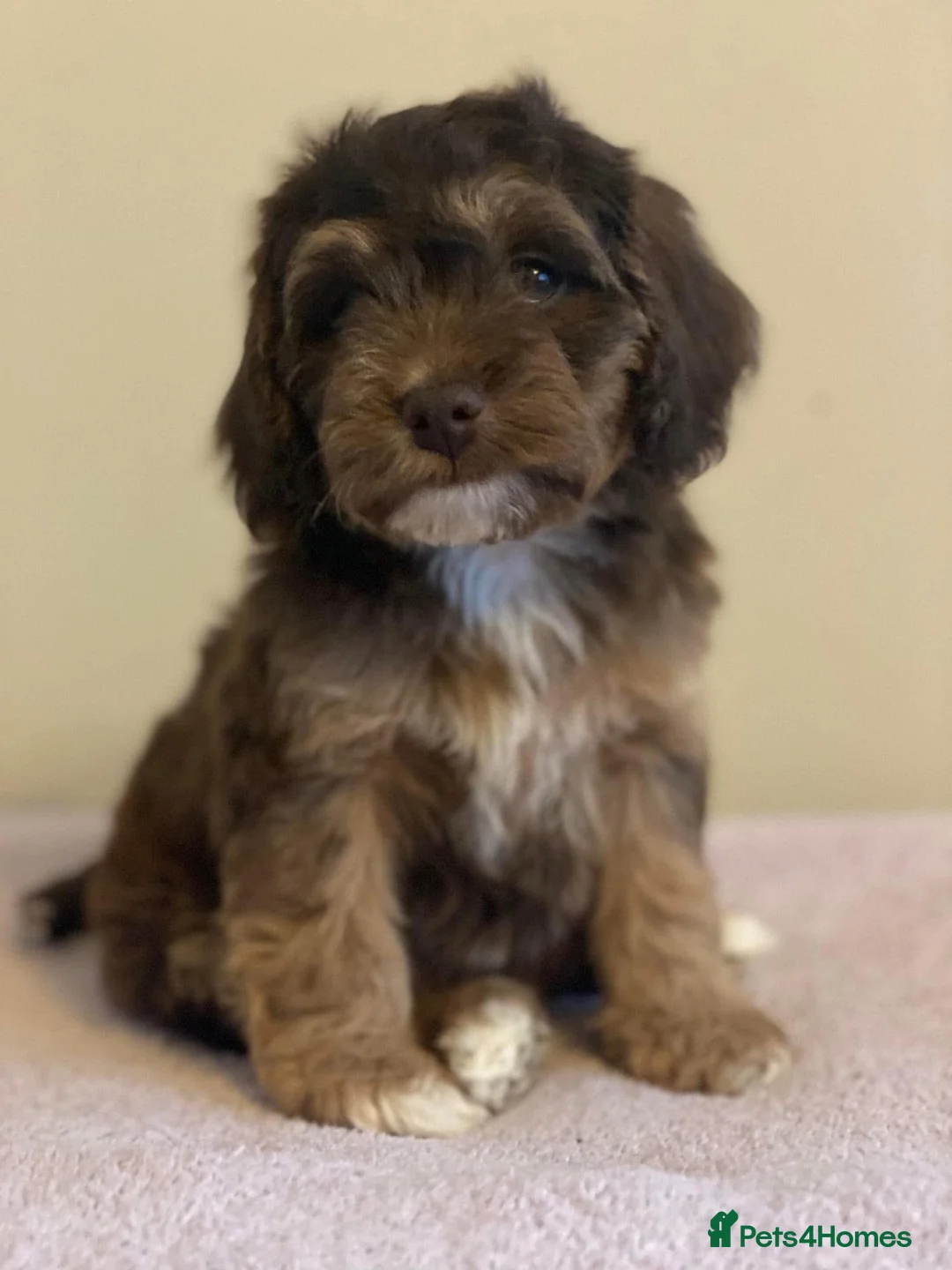 Miniature Poodle dogs for stud: Experienced  beautiful miniature poodle stud - Advert 18