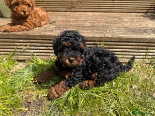 Cockapoo dogs 🩷 Beautiful toy poodle cross 🩷 Asian lines - Advert 4