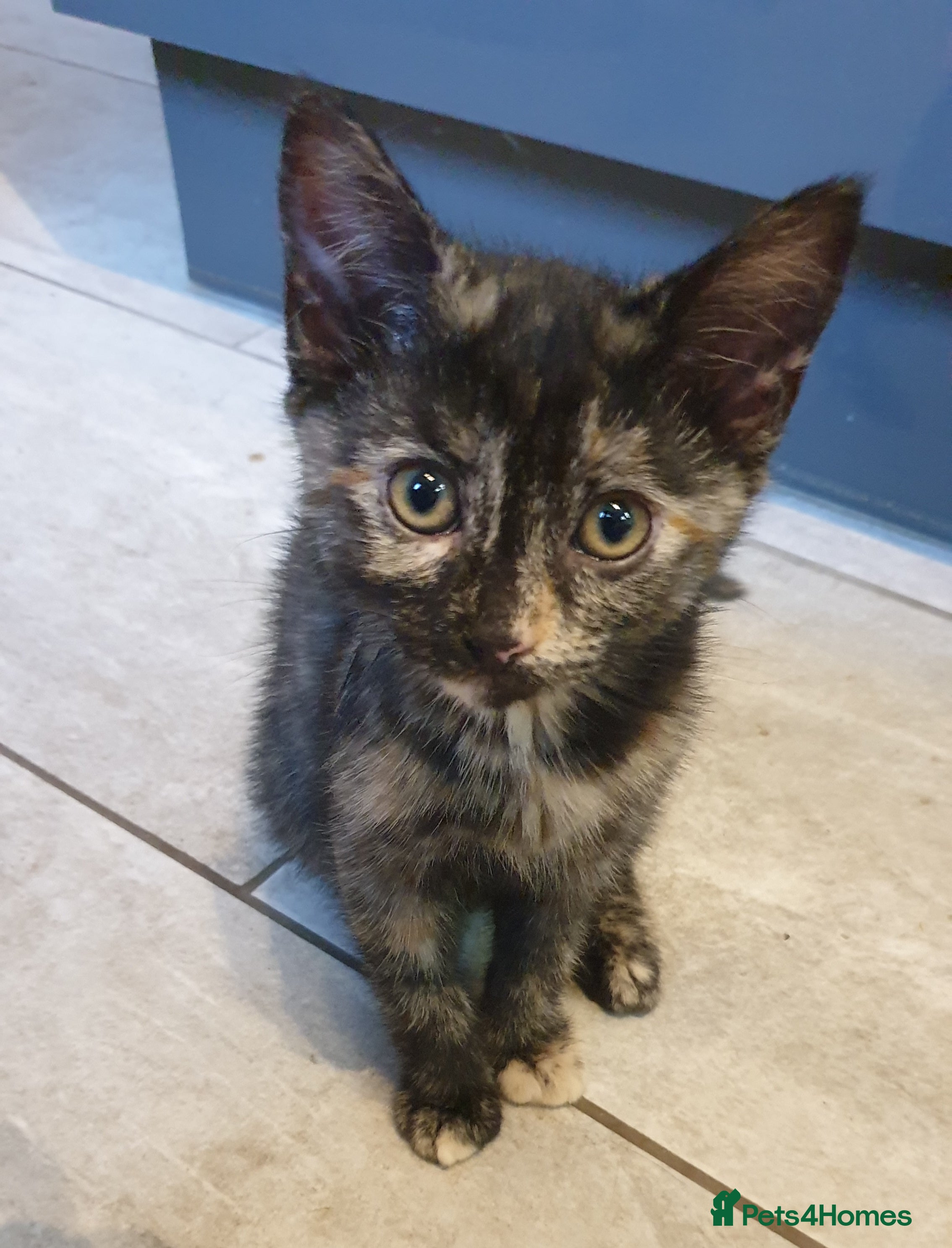 Mixed Breed cats for sale: 4 female kittens  - Advert 6