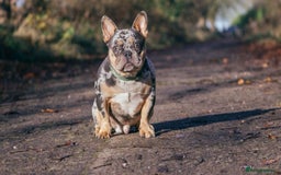 French Bulldog dogs for stud: Affordable High Quality, Dna Fluffy Frenchie Studs - Image 4
