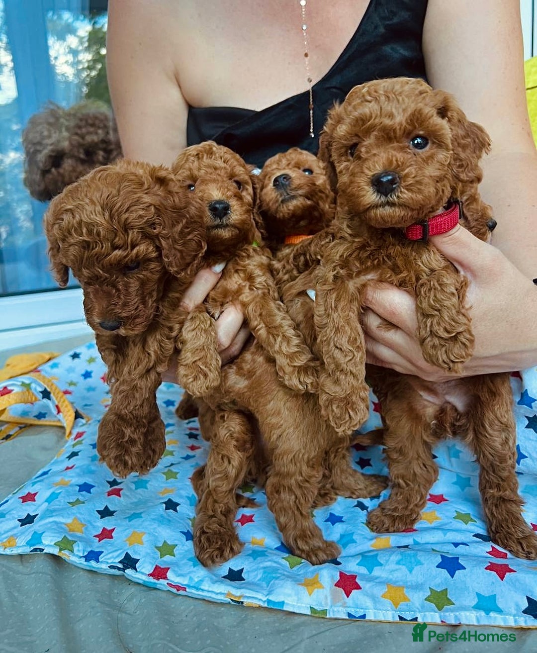 Toy Poodle dogs for sale: Charming Toy Poodle Puppies Ready for Their Homes - Image 6