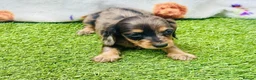Miniature Dachshund dogs for sale: Long haired miniature dachshund girls - Advert 7