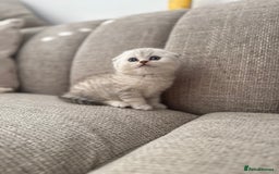 Scottish Fold cats for sale: Chunky Scottish fold boy  - Image 4