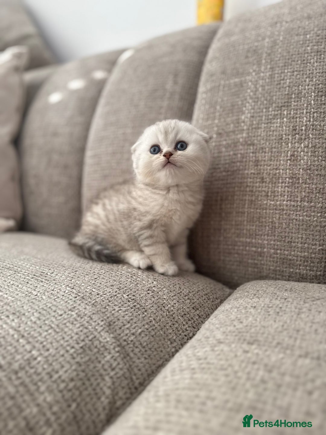 Scottish Fold cats for sale: Chunky Scottish fold boy  - Image 4