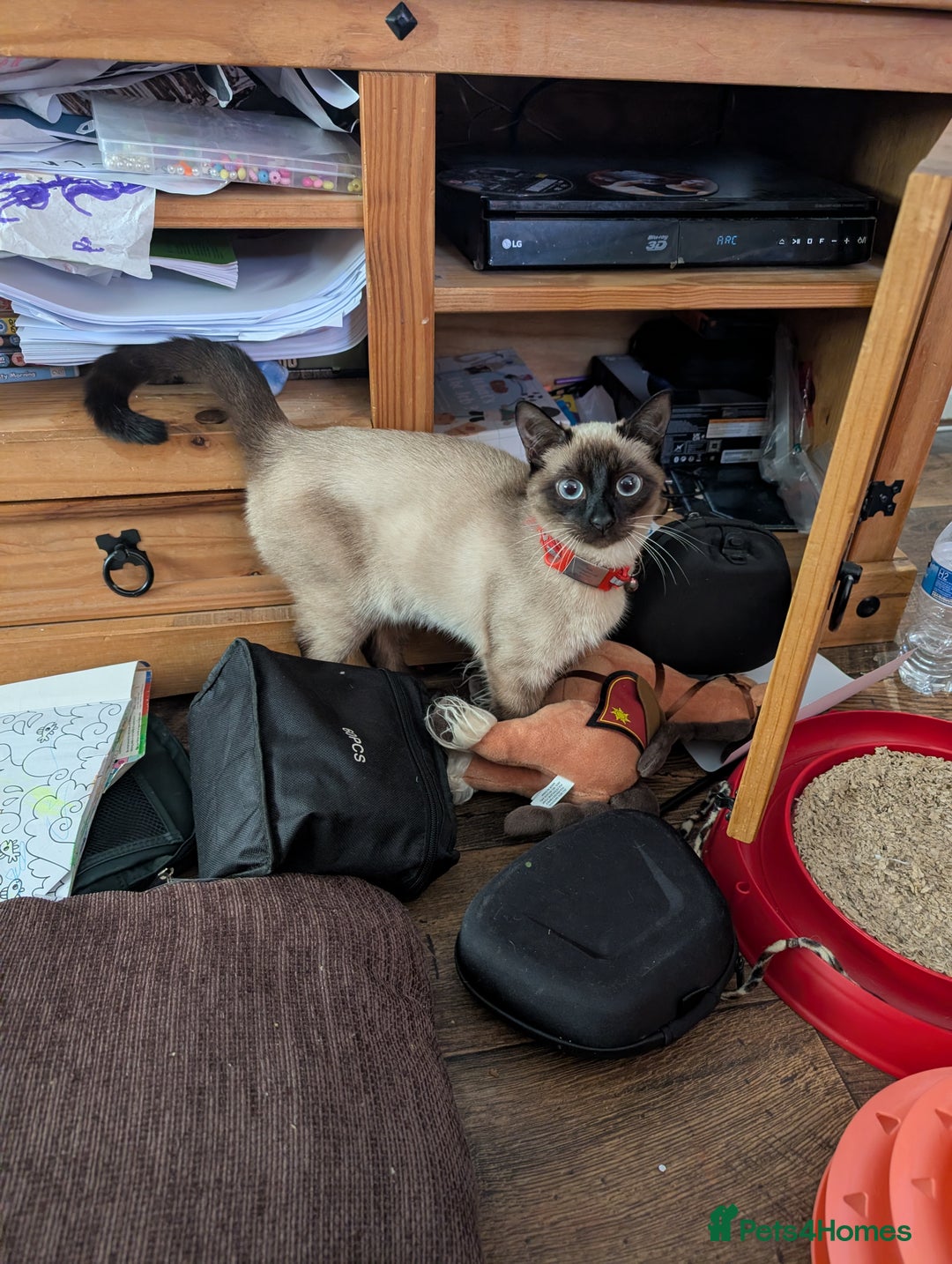 Siamese cats for sale: Beautiful female simease  - Advert 2
