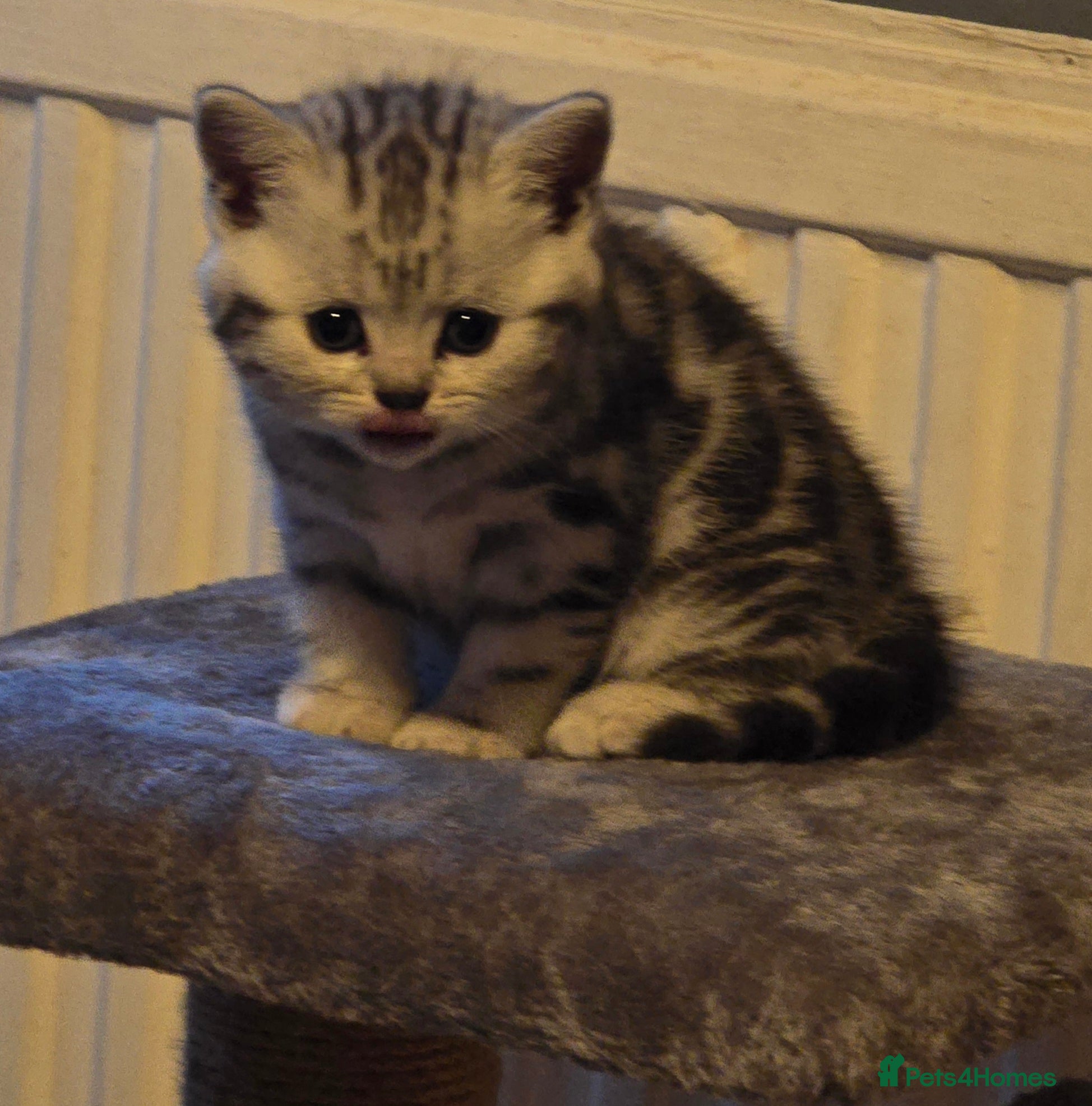 British Shorthair cats Beautiful bsh kittens  - Advert 1