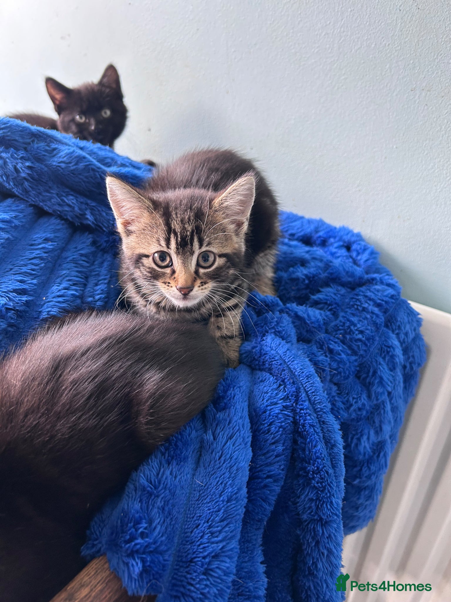 Mixed Breed Kitten 3