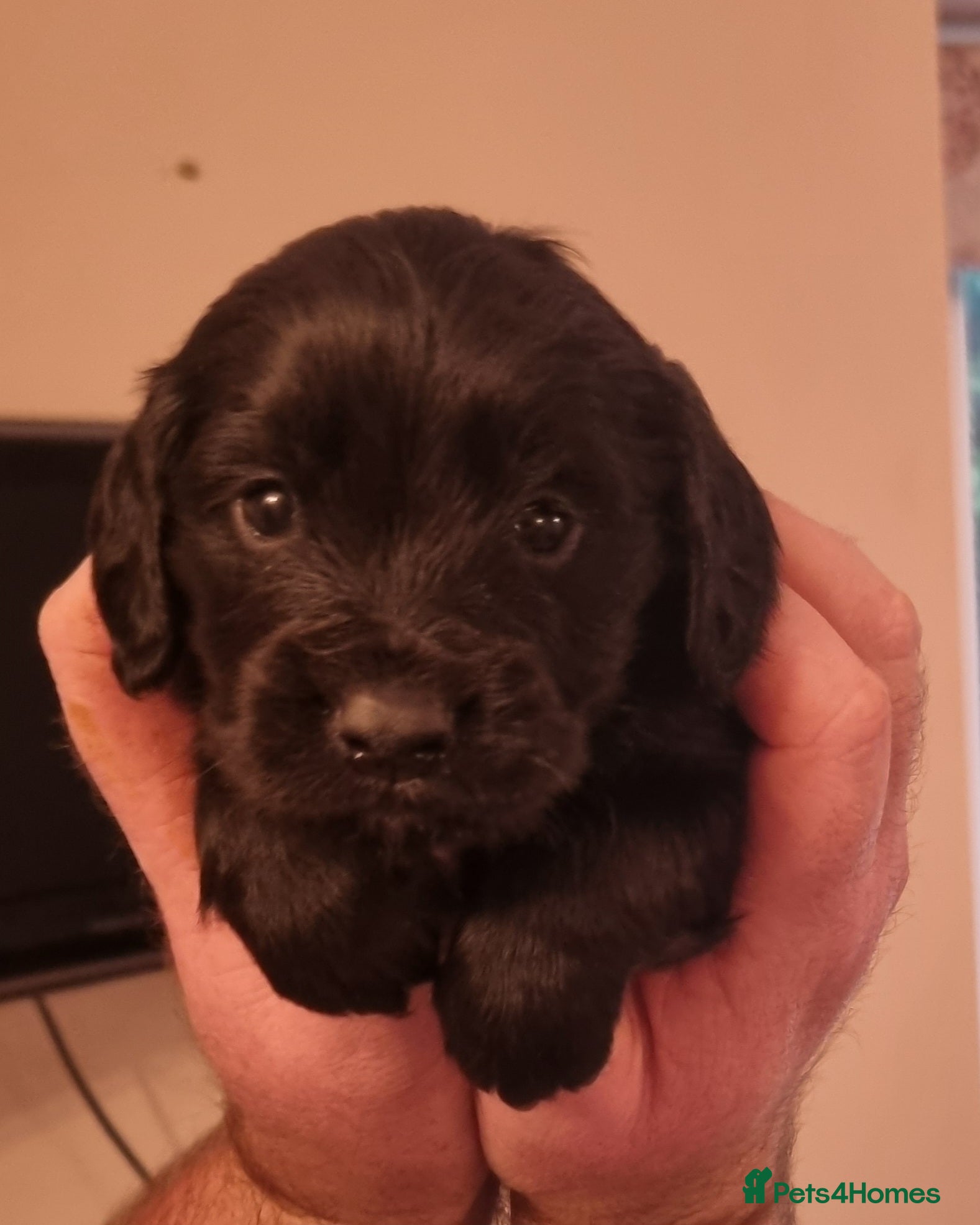 Cocker Spaniel dogs Gorgeous Working Cocker Boys - Advert 4