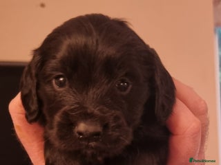 Cocker Spaniel dogs Gorgeous Working Cocker Boys - Advert 4